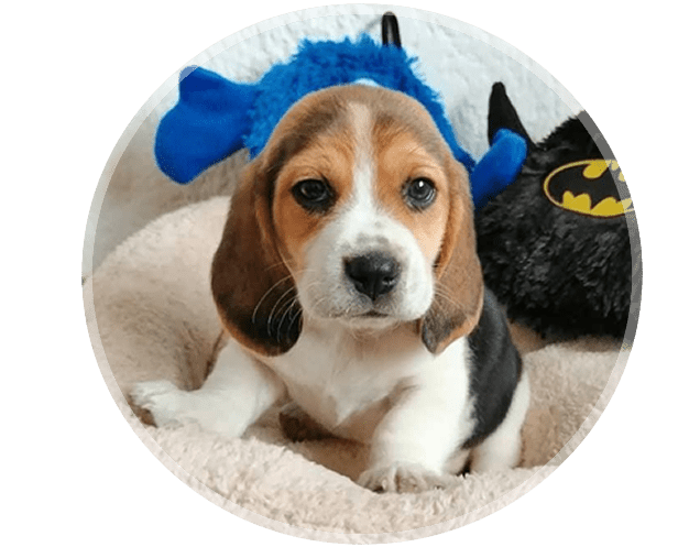 Criadero ARK Cachorro beagle